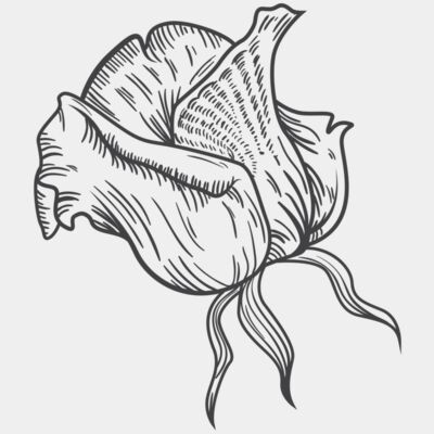 ROSE - STFL013 Thumbnail