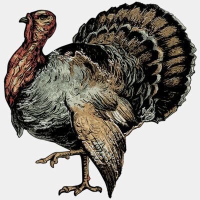 Turkey - STTG046 Thumbnail